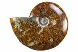 Polished Cretaceous Ammonite (Cleoniceras) Fossil - Madagascar #305927-1